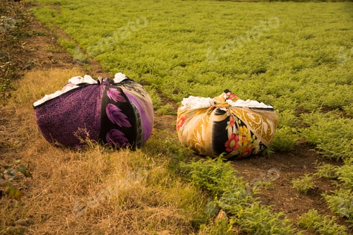 Preview: Cotton field white with ripe cotton ready for harvesting, India