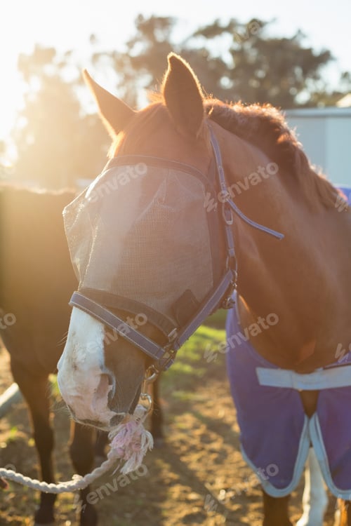 Preview: Horse standing in the ranch