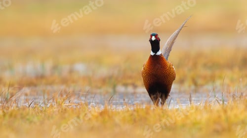 Preview: Common pheasant walking on poured river in autumn