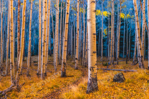 Preview: Serene autumn forest with birch trees. Lockett Meadow, Arizona