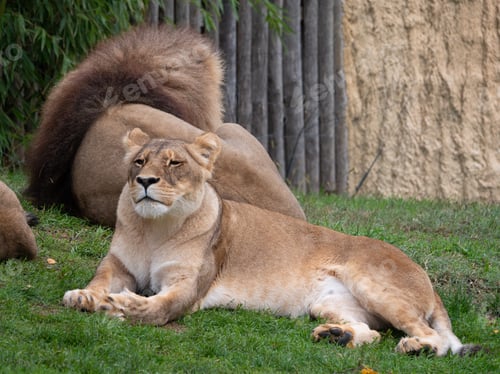 Preview: Lioness at the Beauval Zoo in France