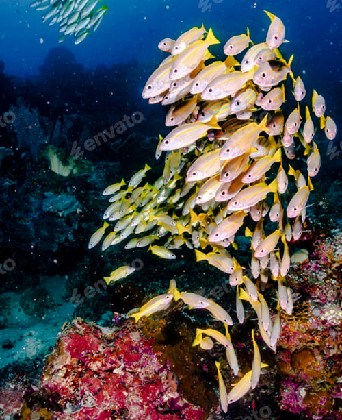 Preview: A Creative and Beautiful Indonesia underwater pictures