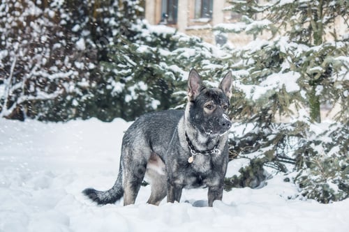 Preview: East European Shepherd dog on the walk. Active East European Shepherd dog enjoying outdoor playtime