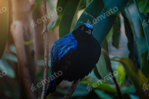 Preview: Asian Fairy-bluebird on the branches in the jungle