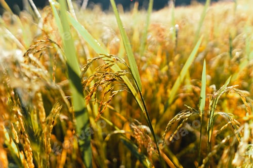 Preview: Aerial view of golden rice terrace field in morning