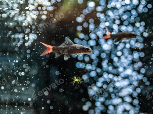 Preview: Exotic fish in aquarium