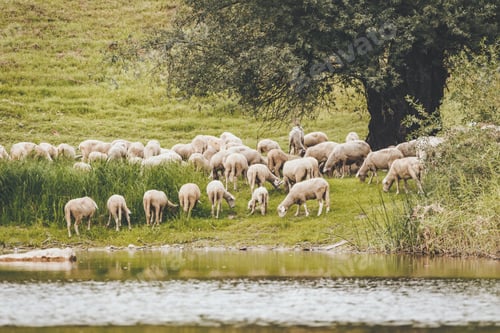 Preview: Herd Of Sheep