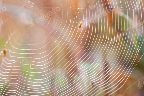 Preview: Beautiful pattern of spider's web with dewdrops on green background, Nature background