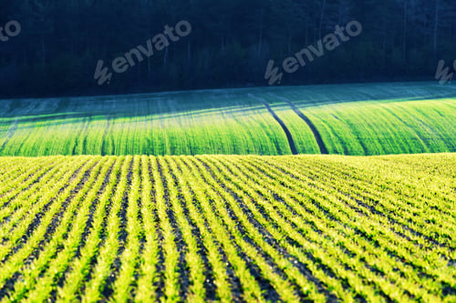 Preview: Green wheat rows and waves of the agricultural fields