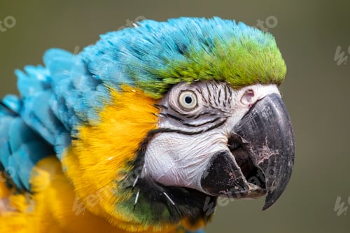 Preview: Blue and yellow macaw