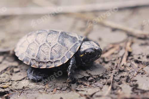 Preview: Baby turtle