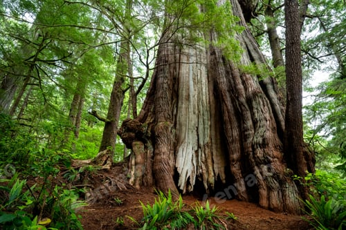 Preview: Low angle shot of red cedar trees in a park in Vancouver Island, Canada