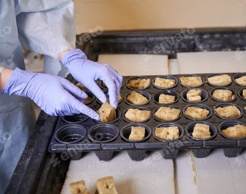 Preview: Female gardener putting soil sponge plug in seed tray cell.
