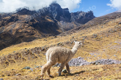 Preview: Alpaca
