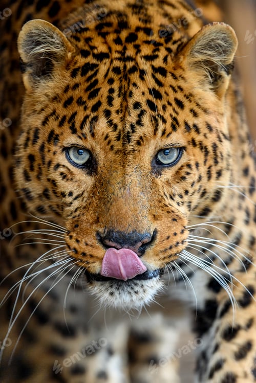 Preview: Portrait of an adult leopard with a closeup