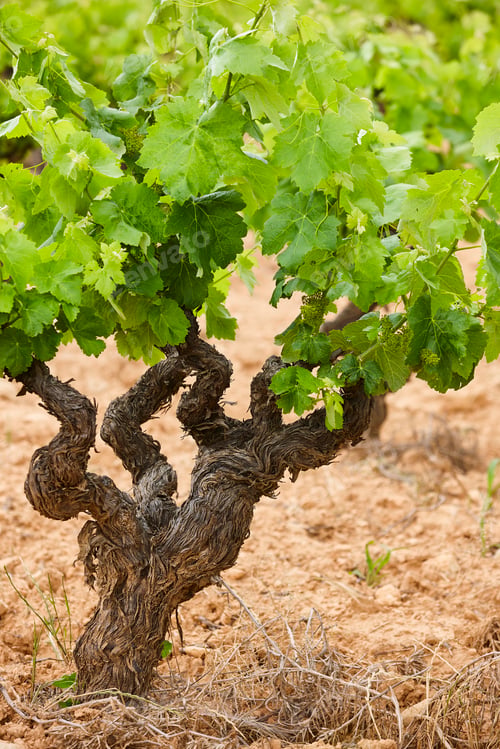 Preview: Vineyards plantation in Utiel Requena. Harvest time. Spanish viticulture