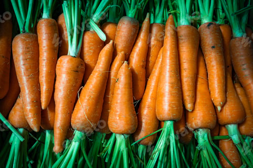 Preview: Homegrown fresh harvest of orange garden carrots. Ripe carrots