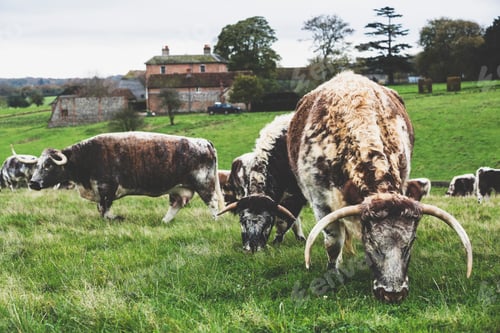 Preview: Herd of English Longhorn cows grazing on a pasture.
