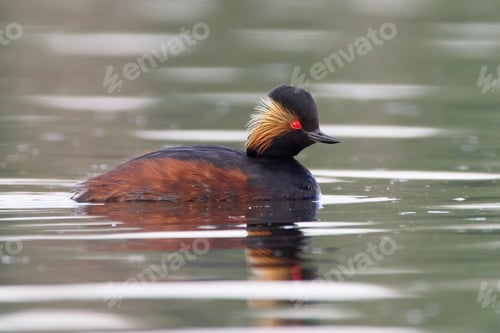 Preview: Black-necked grebe (Podiceps nigricollis)