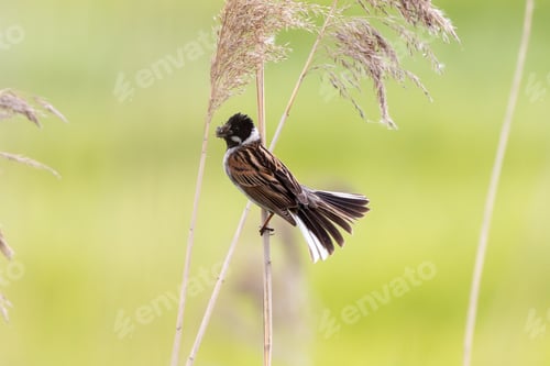 Preview: Male Reed Bunting Holding Bugs In Beak For Chicks