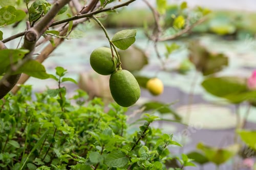 Preview: Green limes on a tree. Lime green tree hanging from the branch. Lime ready for harvest fresh on tree