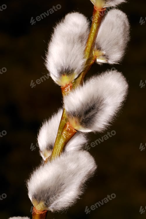 Preview: Pussy willow