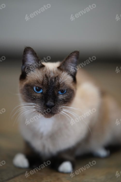 Preview: Adorable Siamese cat on the floor with a blurry background