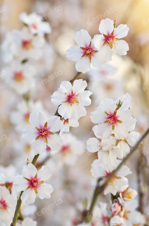 Preview: Spring flower on tree.