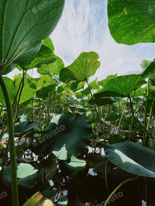 Preview: Lotus field