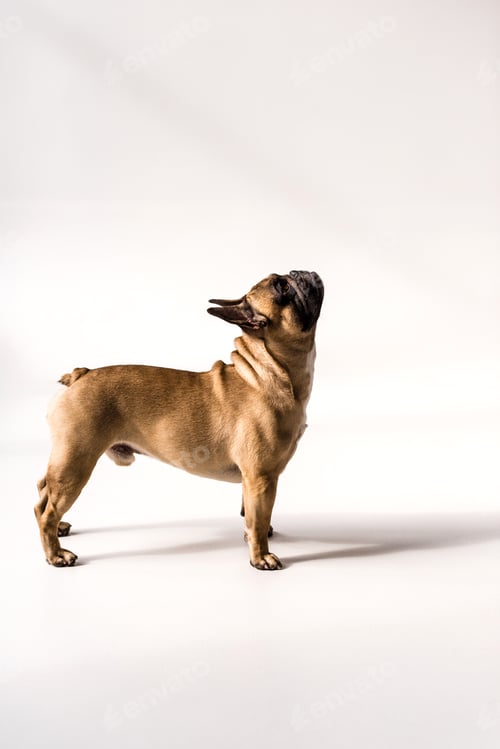 Preview: side view of adorable purebred French Bulldog standing and looking up on grey