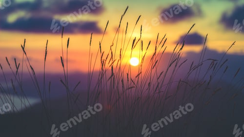 Preview: Selective focus shot of plants captured at sunset