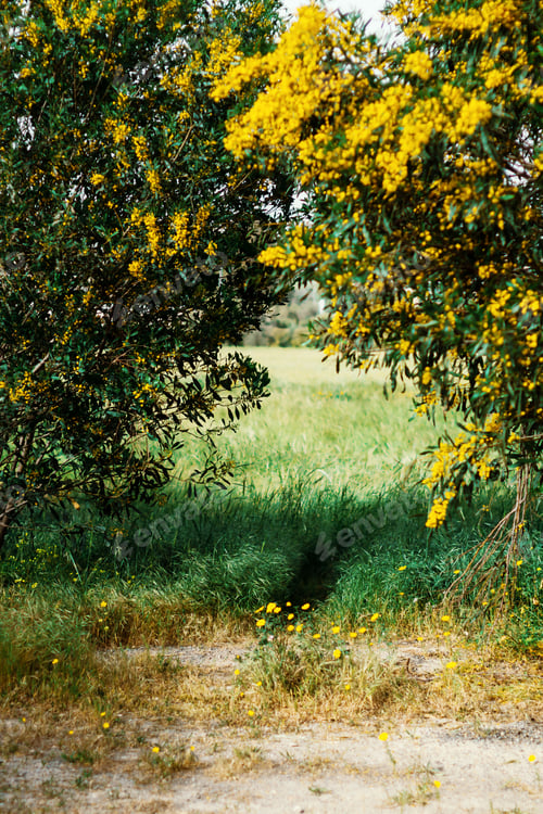 Preview: Spring nature in countryside, blooming trees, green grass in the field, natural vertical background