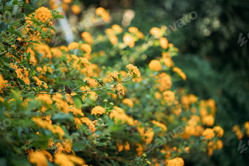 Preview: Blooming Yellow Flowers Of Lantana In Garden