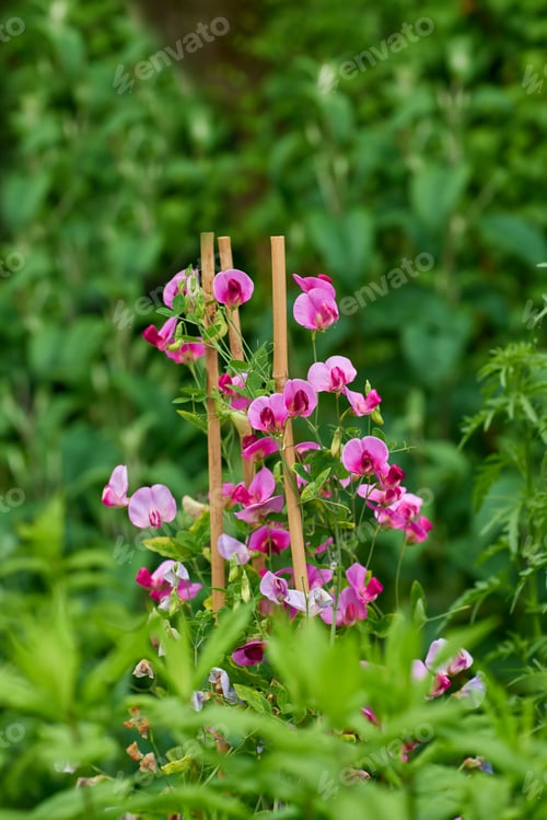 Preview: Beautiful flowers from my garden
