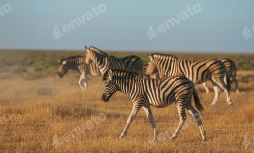 Preview: Zebras in the wildlife at daytime