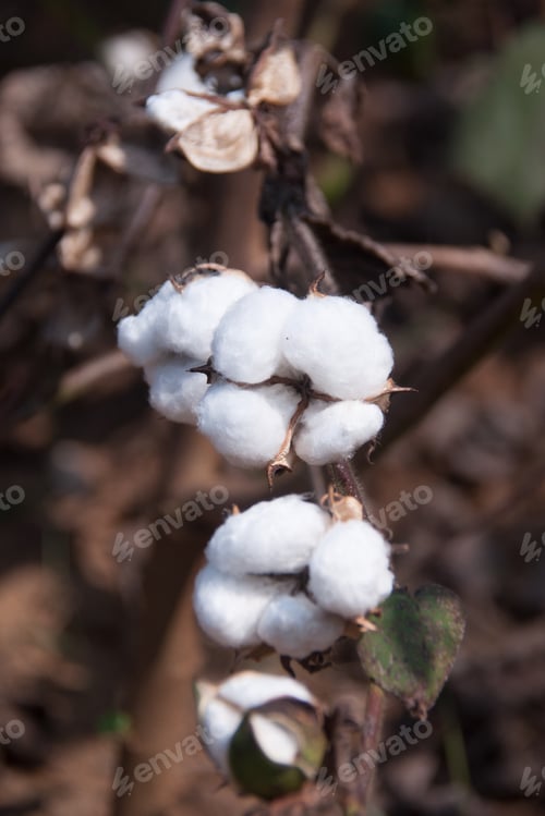 Preview: Cotton plant