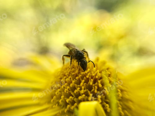 Preview: Single bee on yellow echinacea flower.