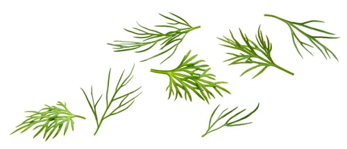 Preview: Flying dill isolated on white background