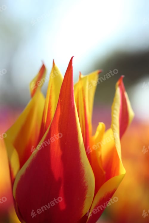 Preview: Tulip