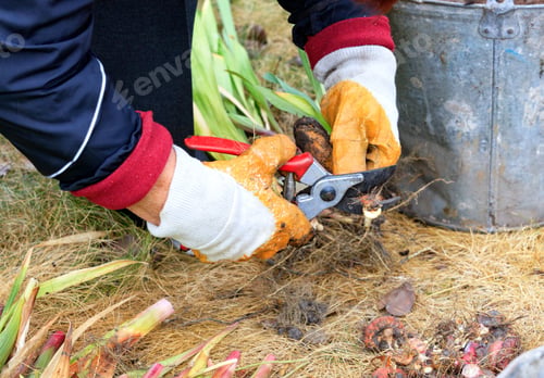 Preview: Farmer prunes flower bulbs of gladioli with a garden pruner for preservation for next spring.