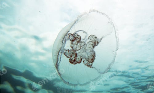 Preview: Close-up Of Jellyfish Swimming In Sea