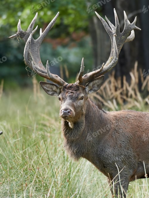 Preview: Red deer (Cervus elaphus)