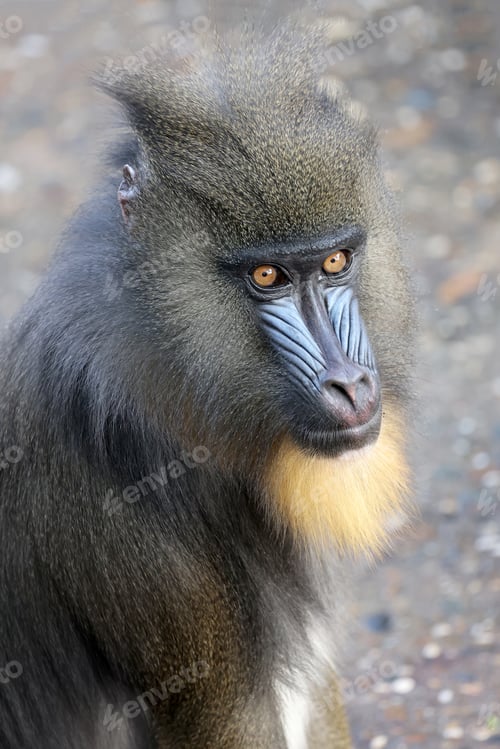Preview: African Mandrill (Mandrillus sphinx) ape close up shot
