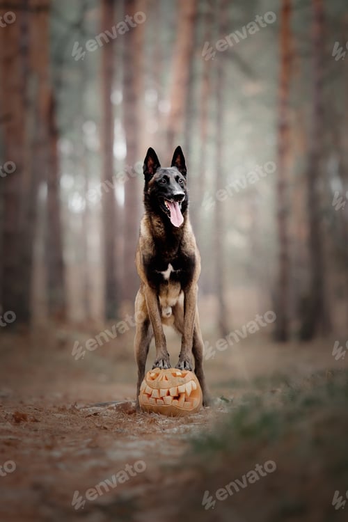 Preview: Dog with pumpkin in autumn. Halloween dog. Belgian Shepherds Malinois dog. Harvest. Thanksgiving day