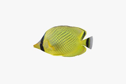 Preview: Laterally oriented butterflyfish with black stripe and textured fins