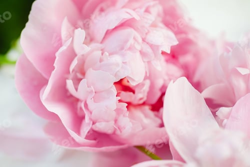 Preview: Pink peonies in full bloom, elegantly displayed on a white table. A beautiful composition that