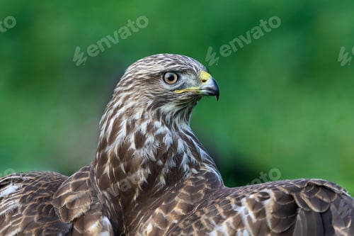 Preview: Common buzzard (Buteo buteo)