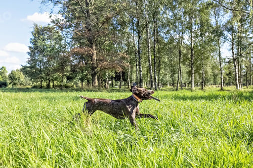 Preview: A happy dog fetching a big stick