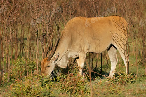 Preview: Eland antelope in natural habitat
