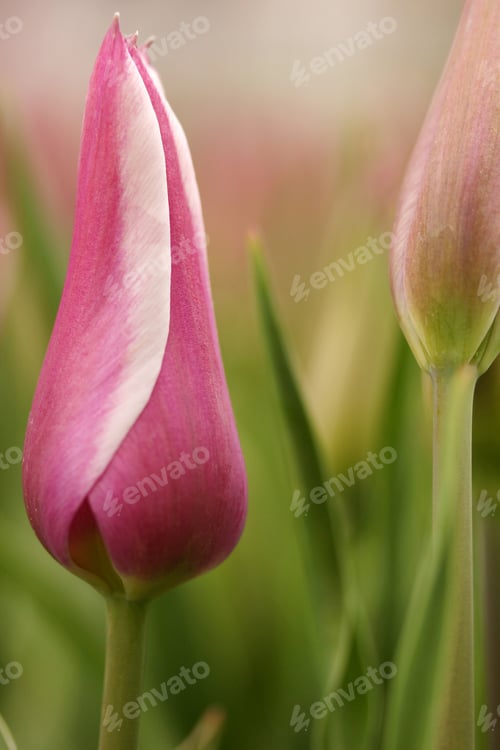Preview: Tulip